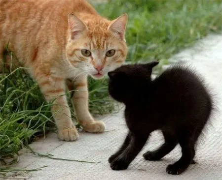 Los Gatoflautas: COMO DIFERENCIAR ENTRE UNA PELEA Y UN JUEGO DE GATOS