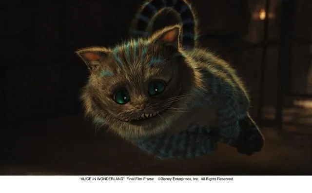 gato.jpg