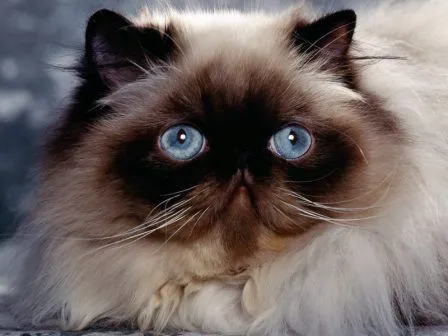 GATOPERSAPEDIA » Gatos persas. Enciclopedia Ilustrada
