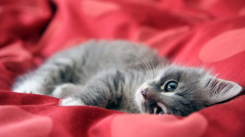 Imágenes de gatos en HD - Imagui