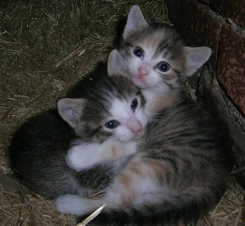 Gatos abrazados | Flickr - Photo Sharing!