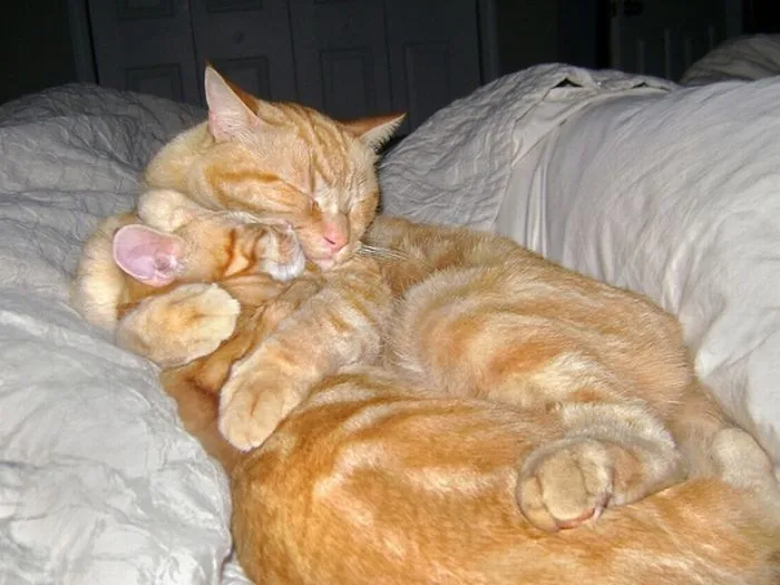 Gatos Abrazados - Imagenes de Animales Graciosos, Videos y Fotos ... Gatos Abrazados - Imagenes de Animales Graciosos, Videos y Fotos ...