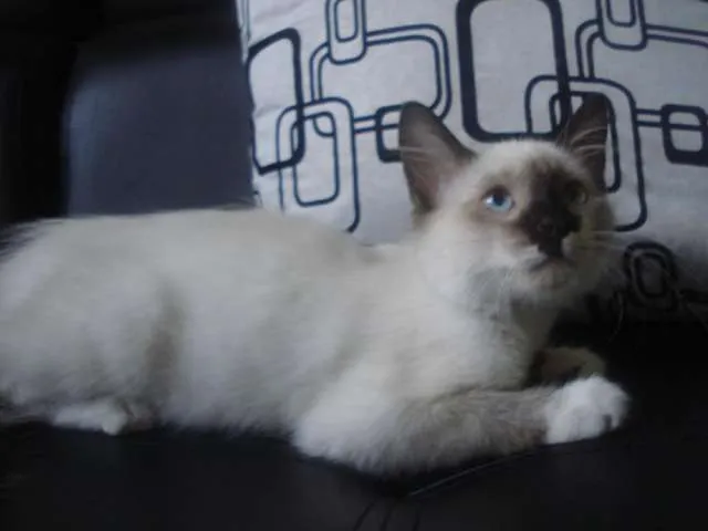 Gatos en adopcion 3187588533 khj - Cali, Colombia - Animales ...