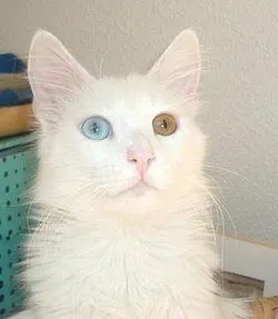 gatos angora
