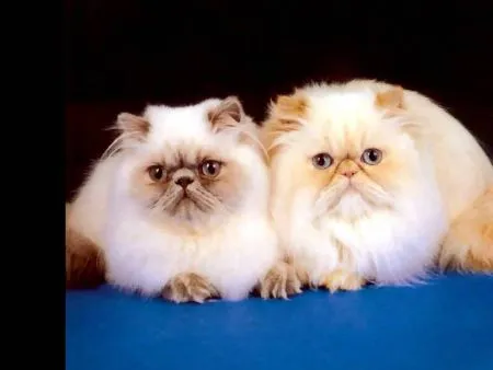 Gatos Angora