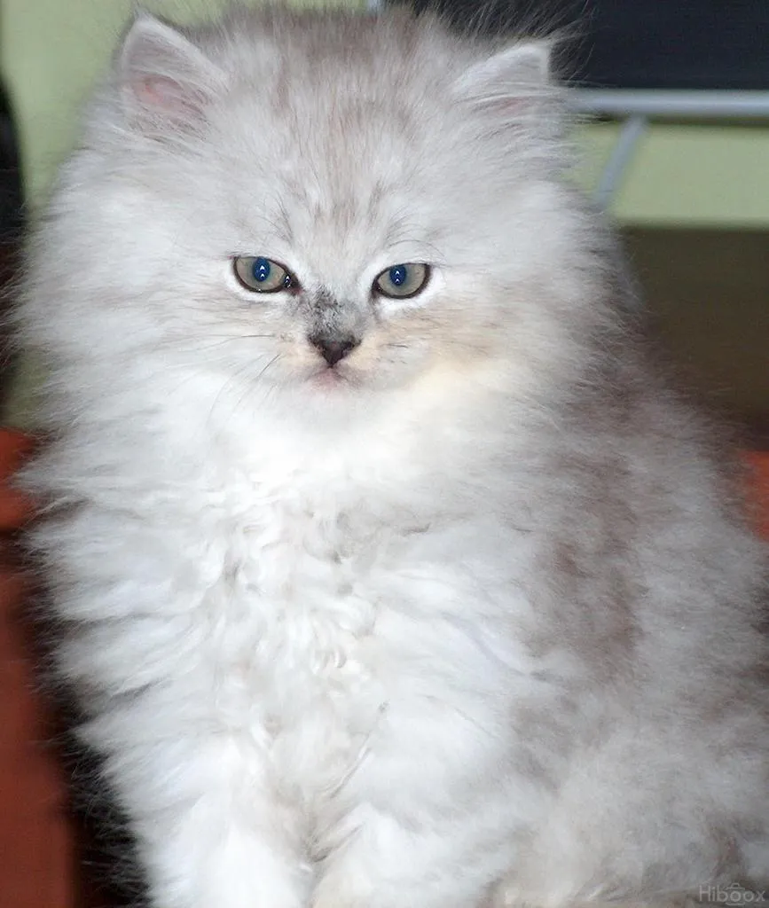 Gatos Angora Bebes