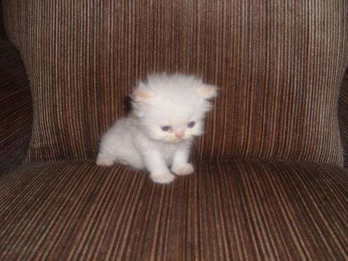 Gato persa blanco bebé - Imagui
