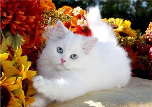 Calidad superior de ojos azules gatitos persa blanco. Ventas. en ... Calidad superior de ojos azules gatitos persa blanco. Ventas. en ...