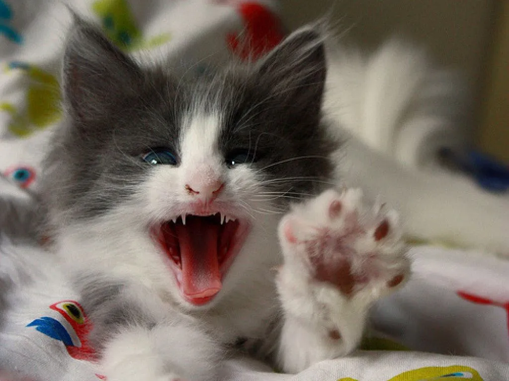 raza angora | Cuidar de tu gato es facilisimo.