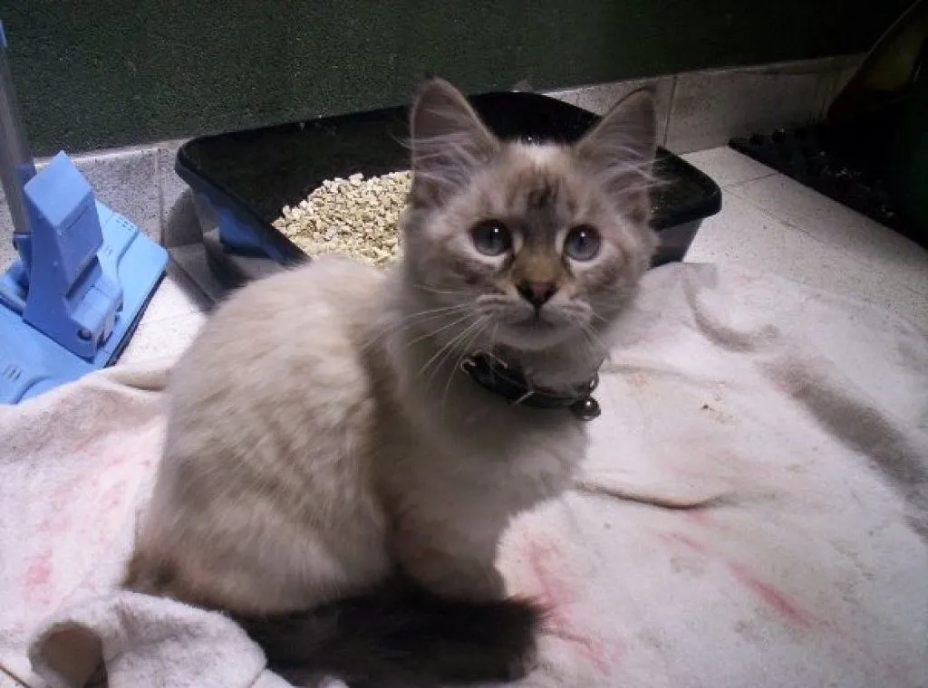 gatos angora | Cuidar de tu gato es facilisimo. gatos angora | Cuidar de tu gato es facilisimo.