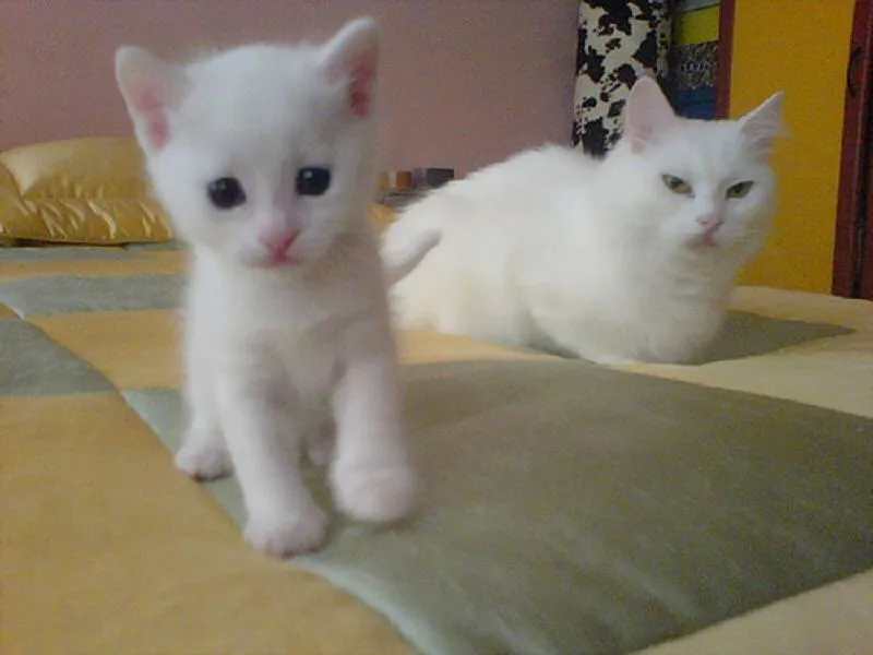 Los gatos angora. - Taringa!