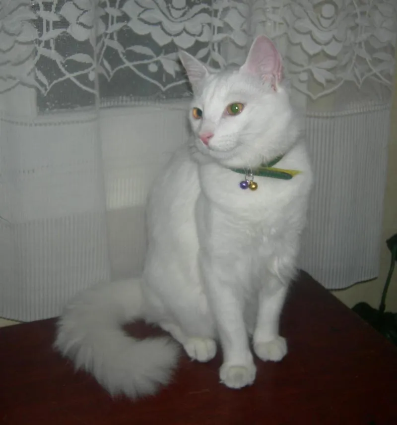 Gatos Angora Turco. Fotos del gato Angora Turco
