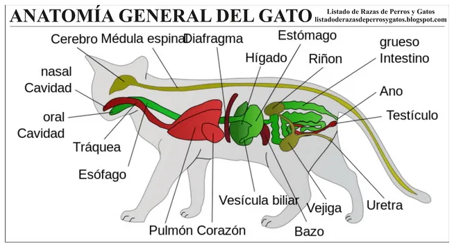 Gatos: Aparato digestivo y respiratorio del gato