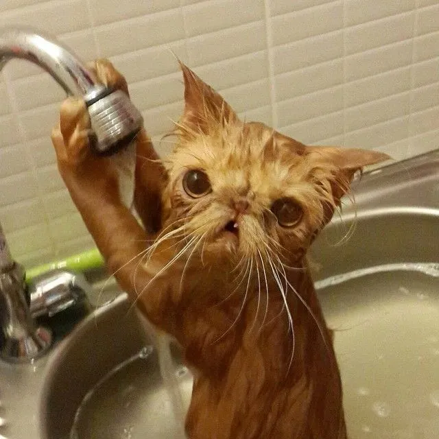 Gatos Bañandose | Bored Panda
