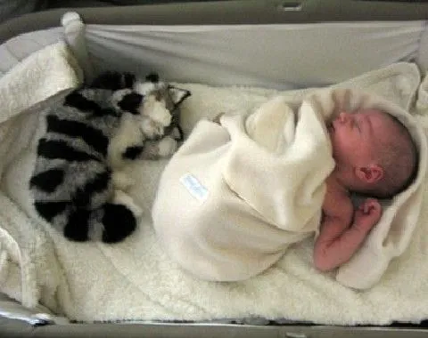 bebe gato Gatos y bebés