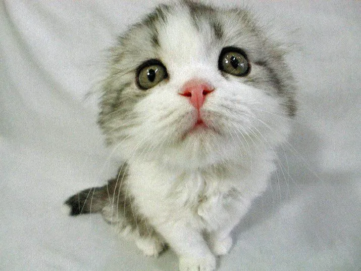 Gatos bebés bonitos y tiernos - Imagui