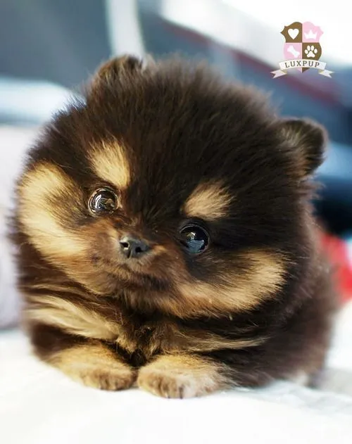 ... de gatos bebés con collares de campanas podrían ser mas tiernos que ... de gatos bebés con collares de campanas podrían ser mas tiernos que