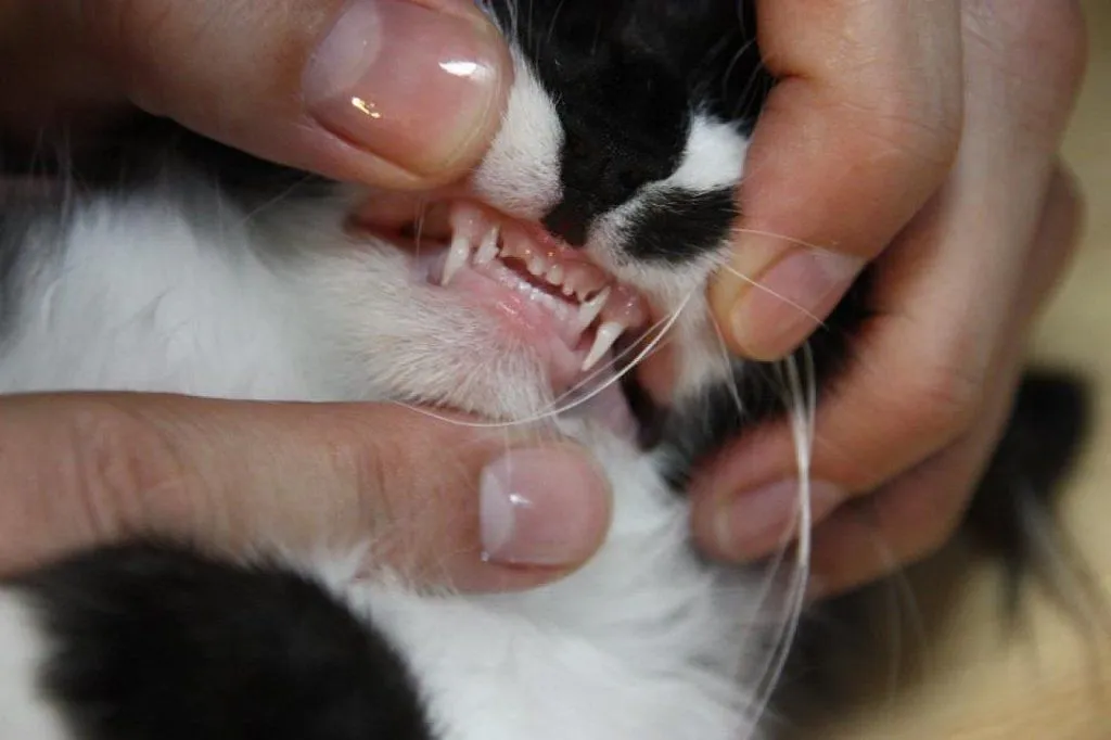 gatos bebes de meses | Cuidar de tu gato es facilisimo.