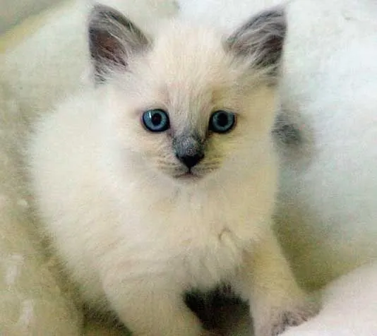 El post de las zanahorias: Gatitos bebés!!