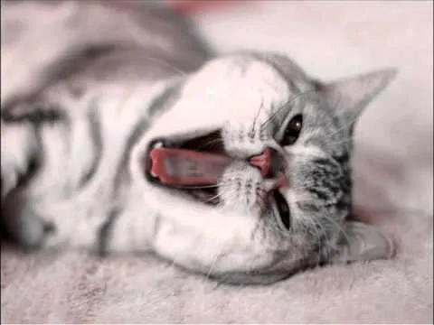gatos entre bellos y locos.wmv - YouTube