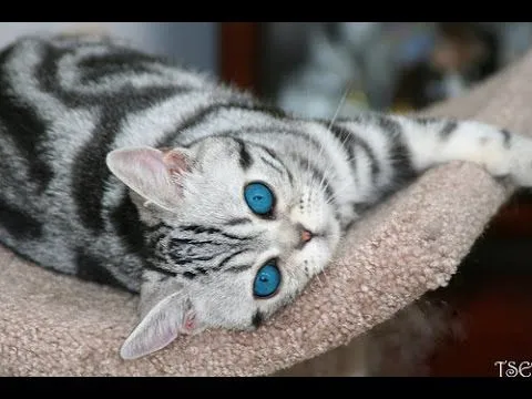 Los Gatos Mas Bellos ,Los Gatos mas Hermosos, The Most Beautiful ... Los Gatos Mas Bellos ,Los Gatos mas Hermosos, The Most Beautiful ...