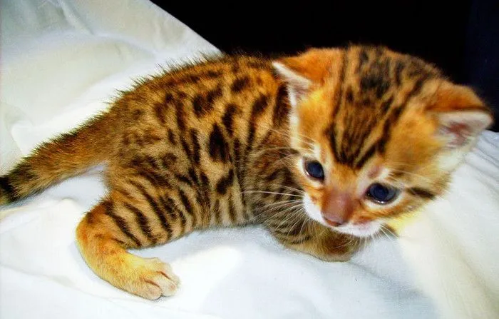 gatos bengalíes - Mi Perro Es Único
