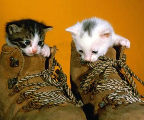El gato con botas tarjetas de cumpleaños - Imagui