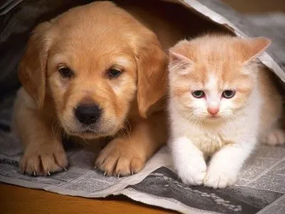 Gatos cachorros y perros juntos. ¿Es posible? | Cuidar gatos ... Gatos cachorros y perros juntos. ¿Es posible? | Cuidar gatos ...