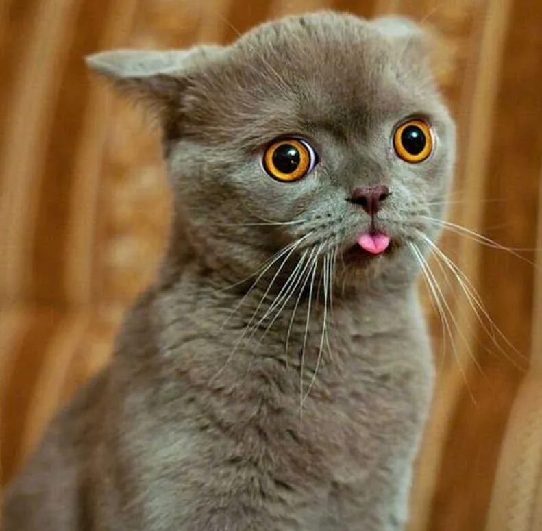 Gatos con caras graciosas - Imagui