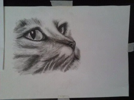 Gatos a carboncillo - Imagui