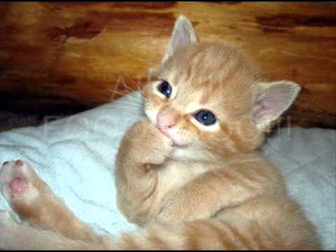 Fotos gatitos chistosos - Imagui