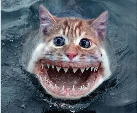 gatos-chistosos[1].jpg