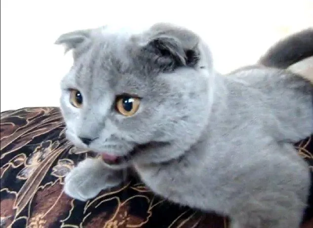 Gatos Consentidos: El gato más lindo del mundo?