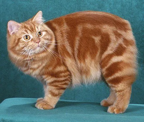 Gatos Cymric. MundoGatos.com