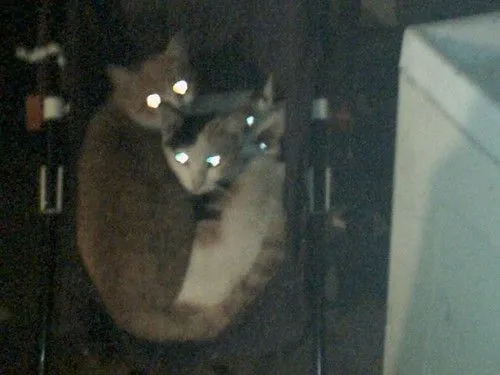 Gatos diabolicos | Flickr - Photo Sharing!