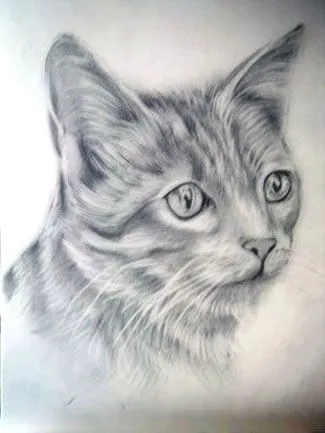 Gatos para dibujar a lapiz - Imagui