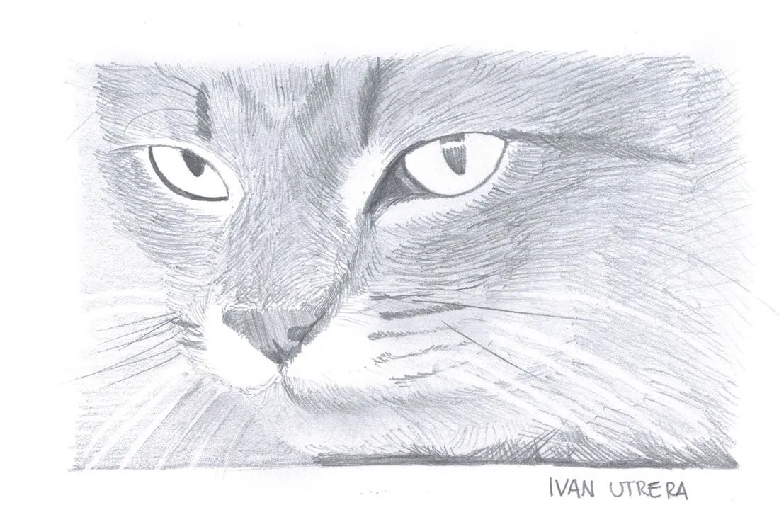 Gatos dibujos a lapiz - Imagui