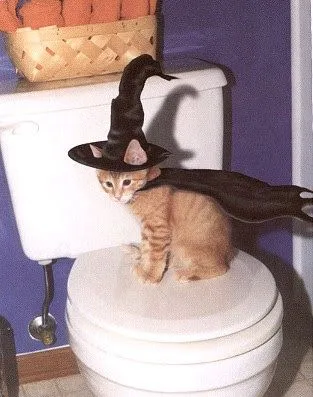 Gatos disfrazados de bruja, perros de drácula,