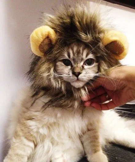 Gatos disfrazados de león - Gorro de león (=^-ω-^=) Gatos disfrazados de león - Gorro de león (=^-ω-^=)
