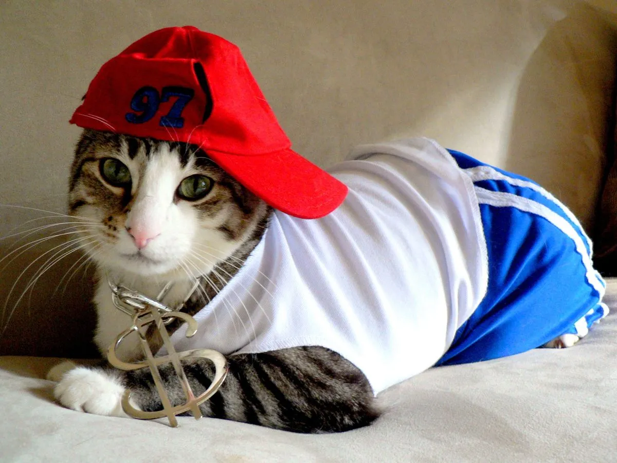 Gatos disfrazados listos para celebrar Halloween y el Día Nacional ... Gatos disfrazados listos para celebrar Halloween y el Día Nacional ...