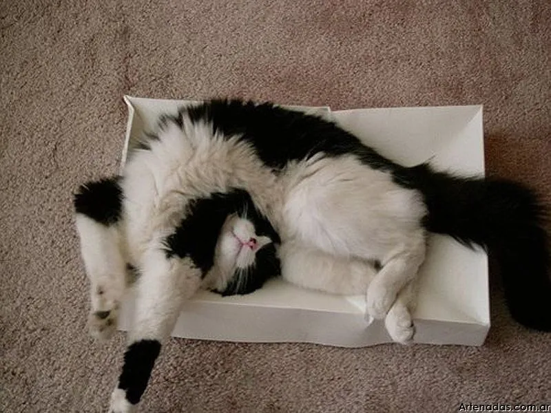 Gatos durmiendo - Taringa!