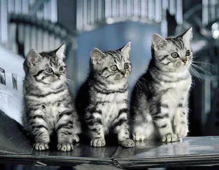 Fondos de pantalla de gatos. Wallpapers. Fondos de escritorio. Fondos de pantalla de gatos. Wallpapers. Fondos de escritorio.