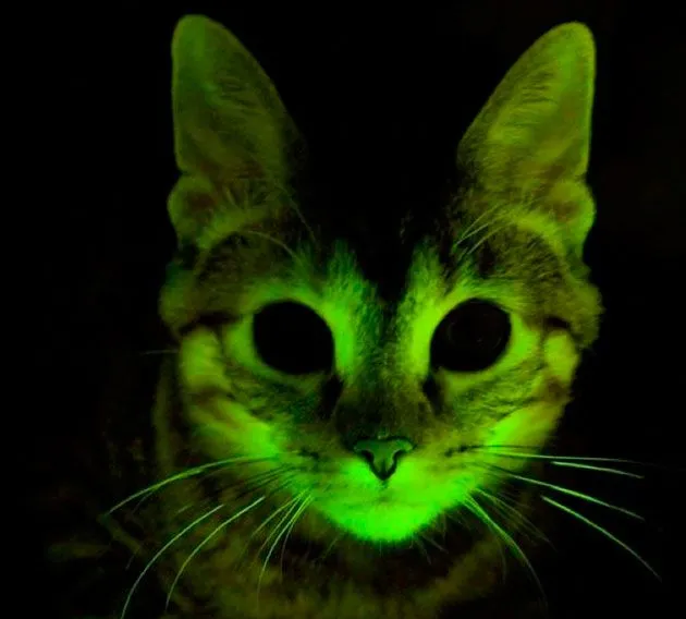 Gatos fosforescentes, nueva herramienta en investigación para el sida Gatos fosforescentes, nueva herramienta en investigación para el sida