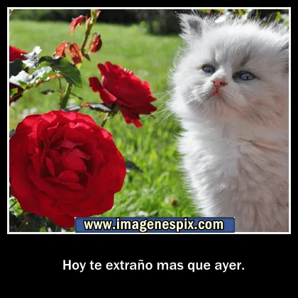 Gatos con frases de amor - Imagui