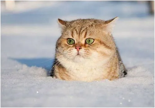 Gatos gorditos :3 - Taringa!