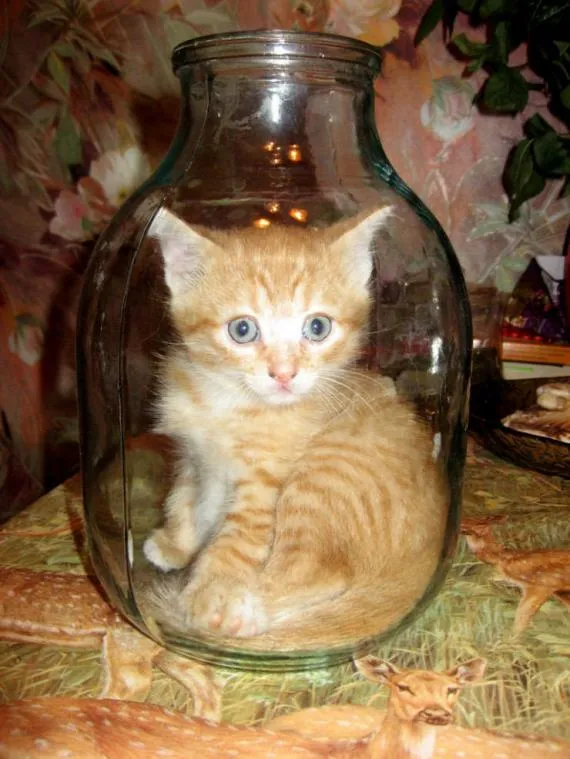 Gatos graciosos parte1/2 | Analistas de Ocio