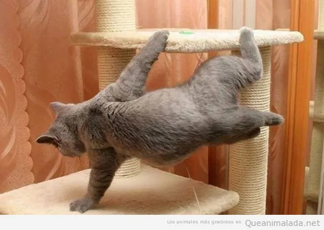 Gatos Graciosos | ¡Qué animalada! | Las fotos, los vídeos y los ... Gatos Graciosos | ¡Qué animalada! | Las fotos, los vídeos y los ...