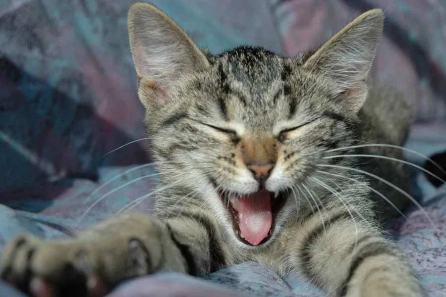 Gatos graciosos - Taringa!