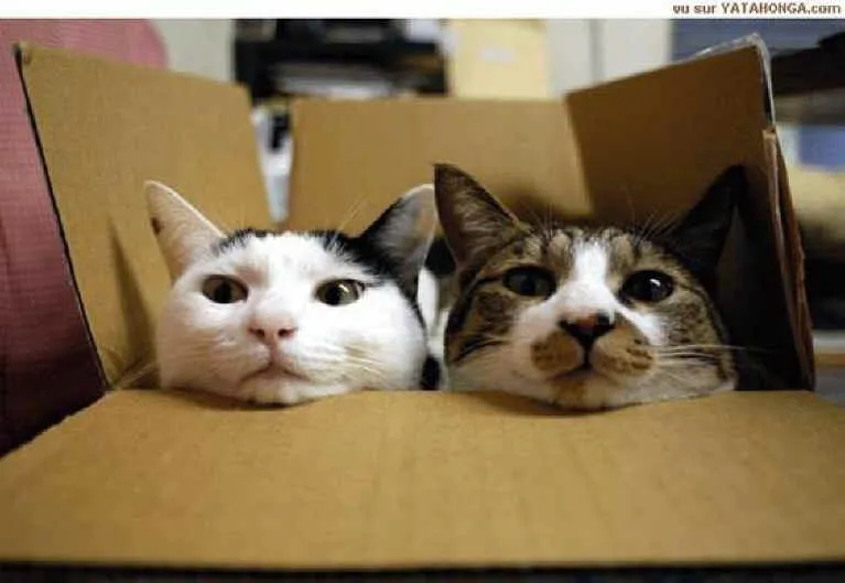 gatos graciosos - Taringa!