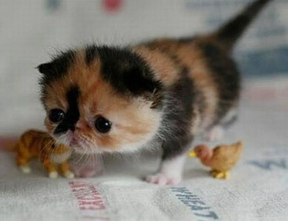 gatos graciosos tiernos | Cuidar de tu gato es facilisimo. gatos graciosos tiernos | Cuidar de tu gato es facilisimo.